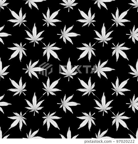 Cannabis pattern.hemp leaves on a black background Cannabis pattern.hemp leaves on a black background 97020222