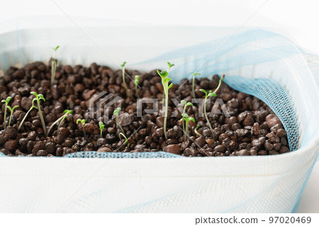 Hydroponic leaf lettuce 97020469