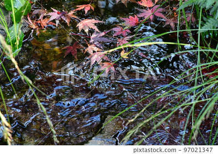 秋天的紅葉盛開，秋天的定山年，四仙閣 97021347