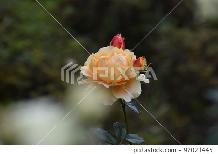 開花在秋天玫瑰園的橙色玫瑰 開花在秋天玫瑰園的橙色玫瑰 97021445