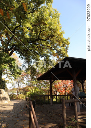 玉川台公園的秋葉 97022909