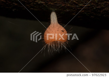 Cookeina sulcipes , PINK BURN CUP , red with short hair around likes to grow on the remains of wood 97022923