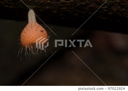Cookeina sulcipes , PINK BURN CUP , red with short hair around likes to grow on the remains of wood 97022924