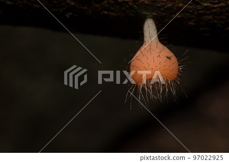 Cookeina sulcipes , PINK BURN CUP , red with short hair around likes to grow on the remains of wood 97022925