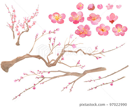 Watercolor illustration of plum blossom. Red plum. Set of elements (transparent background) 97022990