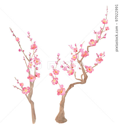 梅花向上生長的水彩插圖。紅梅。新年的裝飾。 （透明背景） 97022991