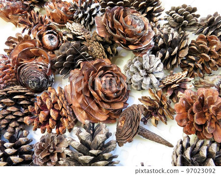 Nuts dried in the sun Nuts dried in the sun 97023092