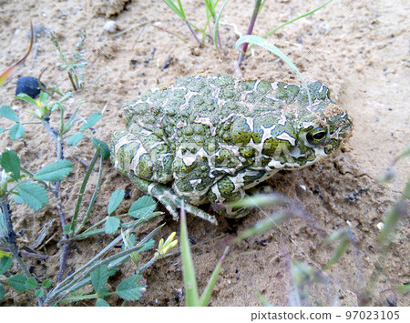 Big beautiful green toad on the sand close up, Bufotes viridis 97023105