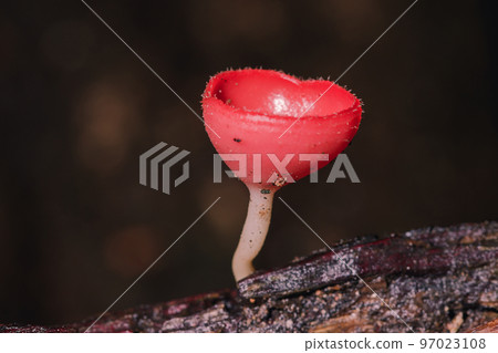 Cookeina sulcipes , PINK BURN CUP , red with short hair around likes to grow on the remains of wood Cookeina sulcipes , PINK BURN CUP , red with short hair around likes to grow on the remains of wood 97023108