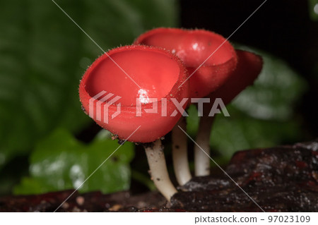 Cookeina sulcipes , PINK BURN CUP , red with short hair around likes to grow on the remains of wood 97023109