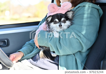 Owner woman holding a Chihuahua in the driver's seat Owner woman holding a Chihuahua in the driver's seat 97023244