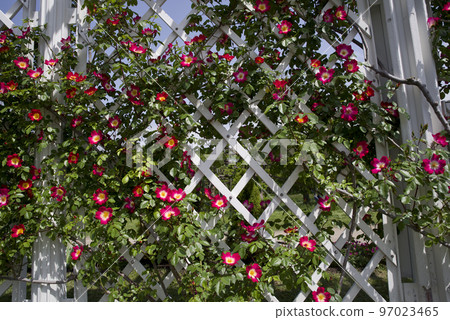 玫瑰園裡盛開著紅色和黃色的玫瑰花朵。這朵玫瑰的名字叫雞尾酒。 97023465