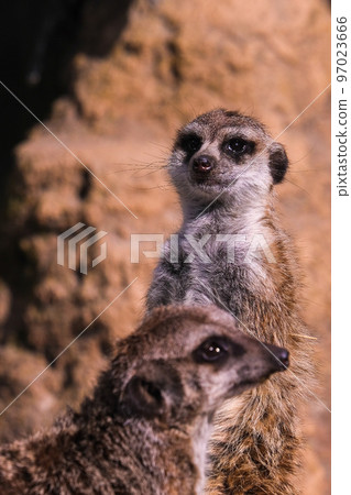 Tobu Zoological Park Meerkat Tobu Zoological Park Meerkat 97023666