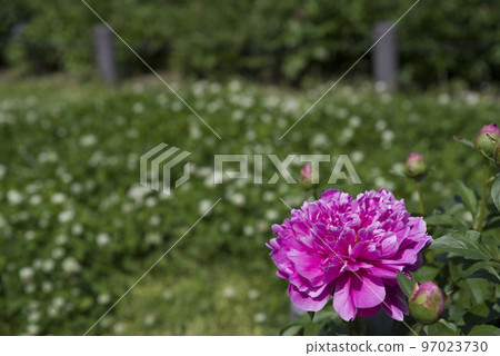 Pink peonies are in bloom in the peony garden. The name of this peony is Sarah Bernhardt. Pink peonies are in bloom in the peony garden. The name of this peony is Sarah Bernhardt. 97023730