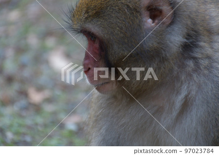 A wild monkey staring blankly at something A wild monkey staring blankly at something 97023784