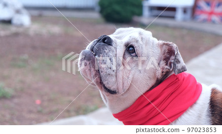 A young English bulldog in a red collar walks next to the house in the backyard. On the street. Pets concept.  97023853