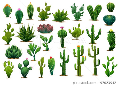 Cartoon prickly succulent cactus plants and desert flowers. Isolated vector green cacti plants of aloe, agave and opuntia with blossom flowers, prickly saguaro or peyote and tropical cactus Cartoon prickly succulent cactus plants and desert flowers. Isolated vector green cacti plants of aloe, agave and opuntia with blossom flowers, prickly saguaro or peyote and tropical cactus 97023942