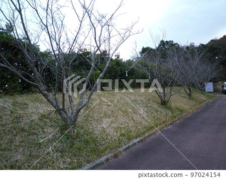 常滑市隆冬的小湧公園 97024154
