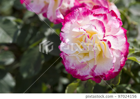 Pink and white roses are in bloom in the rose garden. The name of this rose is Double Delight. Pink and white roses are in bloom in the rose garden. The name of this rose is Double Delight. 97024156