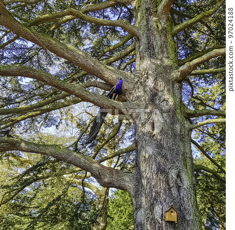 Peacock on the tree in British Park  97024188