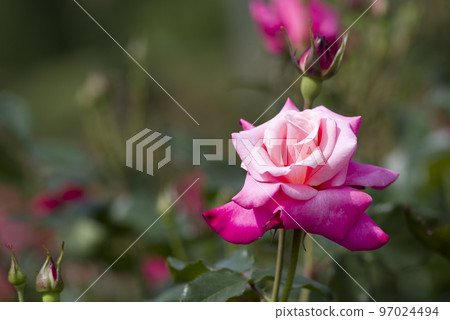 Pink rose flowers are in bloom in the rose garden. The name of this rose is Princess Chichibu. Pink rose flowers are in bloom in the rose garden. The name of this rose is Princess Chichibu. 97024494