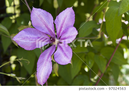 Blooming purple clematis flowers. The breed is Margaret Hand. Blooming purple clematis flowers. The breed is Margaret Hand. 97024563