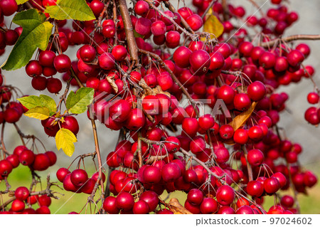 Bright red Himeringo shining in the sunlight 97024602
