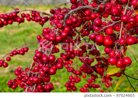 明亮的紅色 Himeringo 在陽光下閃耀 97024603