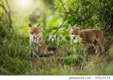 Two red fox looking to the camera in forest in spring Two red fox looking to the camera in forest in spring 97024718