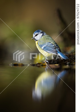 Eurasian blue tit looking to the reflection in water 97024722