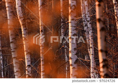 Ural owl sitting on a branch in birch forest illuminated by evening sun Ural owl sitting on a branch in birch forest illuminated by evening sun 97024726