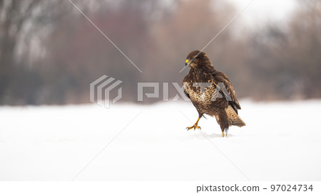 Common buzzard walking on snow in wintertime nature 97024734