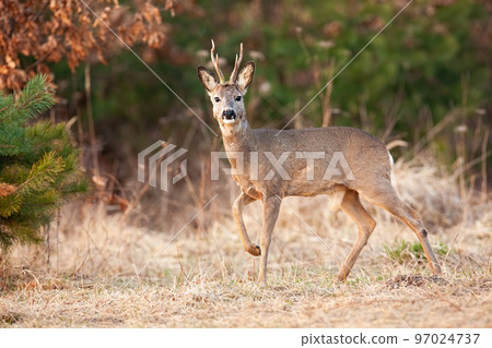 Roe deer walking on dry meadow in springtime nature Roe deer walking on dry meadow in springtime nature 97024737