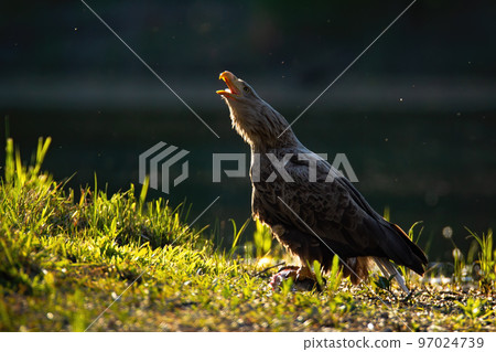 White-tailed eagle calling with open beak on riverbank illuminated by sun 97024739