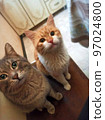 Two hungry cats sitting and waiting for food. Red and grey fluffy cats looking at human. 97024800