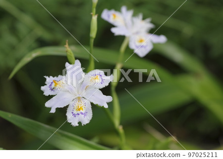 盛開的白色土豆花。學名是 Iris japonica。 盛開的白色土豆花。學名是 Iris japonica。 97025211