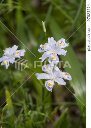 盛開的白色土豆花。學名是 Iris japonica。 盛開的白色土豆花。學名是 Iris japonica。 97025214