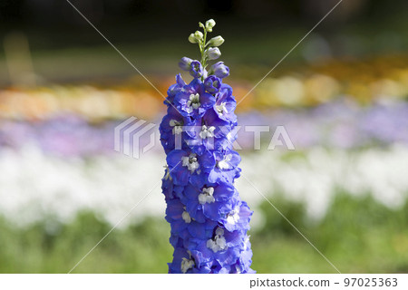 盛開的藍色翠雀花。學名是飛燕草。 97025363