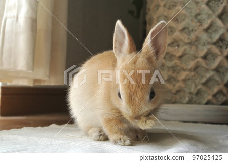 rabbit grooming 97025425