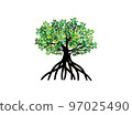 mangrove tree isolated on white 97025490