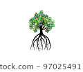 mangrove tree isolated on white 97025491