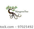 mangrove tree isolated on white 97025492