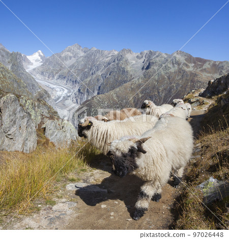 Herd of Valais Blacknose sheep Herd of Valais Blacknose sheep 97026448