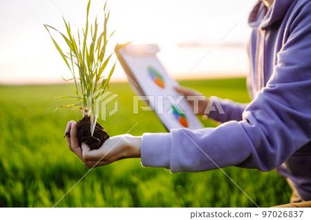 Hand of expert farmer collect soil and checking soil health before growth a seed of vegetable. 97026837