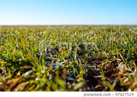 Wheat in the field. Agriculture background. Green field of young wheat in winter. 97027524