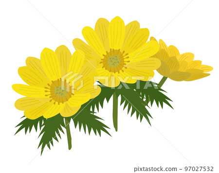 illustration of calendula 97027532