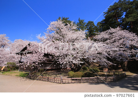 Japan's oldest somei-yoshino 97027601