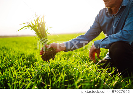Young Green wheat seedlings in the hands of a farmer. Checking wheat field progress. 97027645