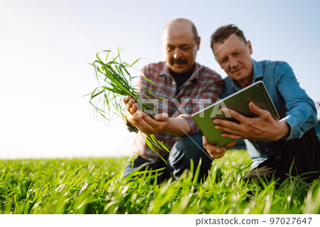 Farmers discuss agricultural issues on young wheat in the field. Farmers with tablet in the field. Smart farm. 97027647