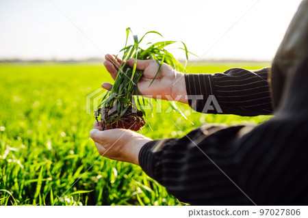 Young green wheat sprout in the hands of a farmer. Agriculture, gardening or ecology concept. 97027806